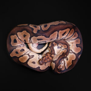 Koningspython - Python regius "Clown"
