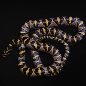 Mandarijnslang - Euprepiophis mandarinus