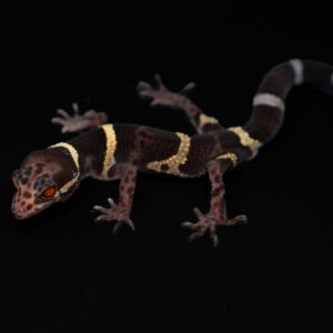 Chinese grotgekko - Gonuirosaurus hainanensis
