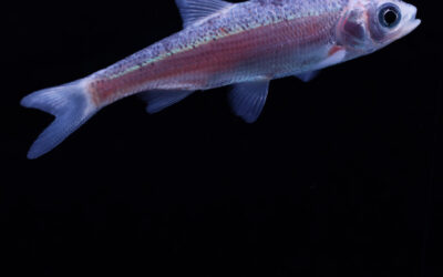 Blauwe winde – Leuciscus idus