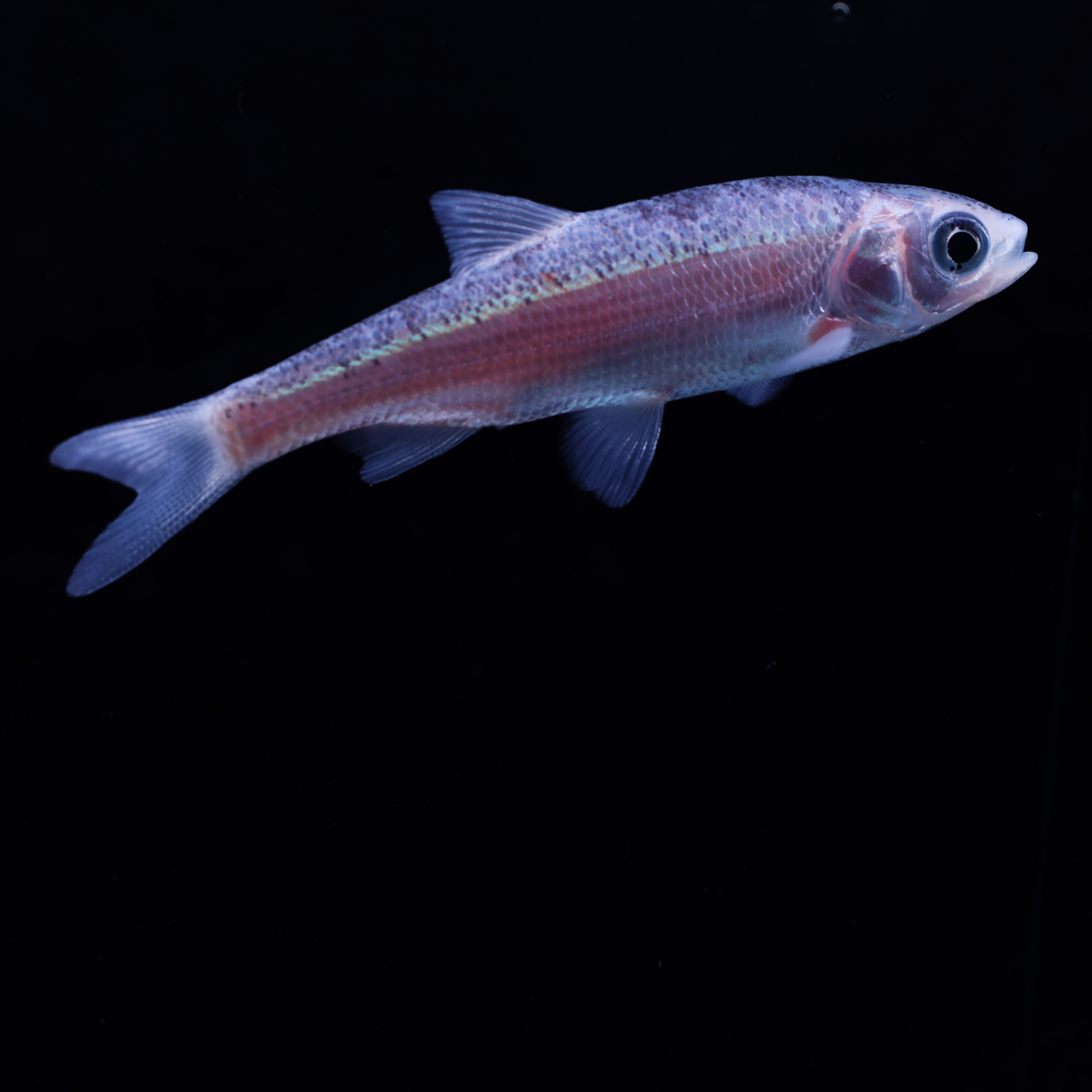 Blauwe winde - Leuciscus idus