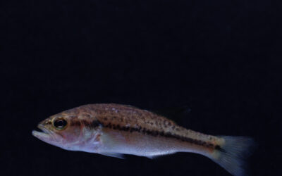 Forelbaars / Blackbass – Micropterus salmoides