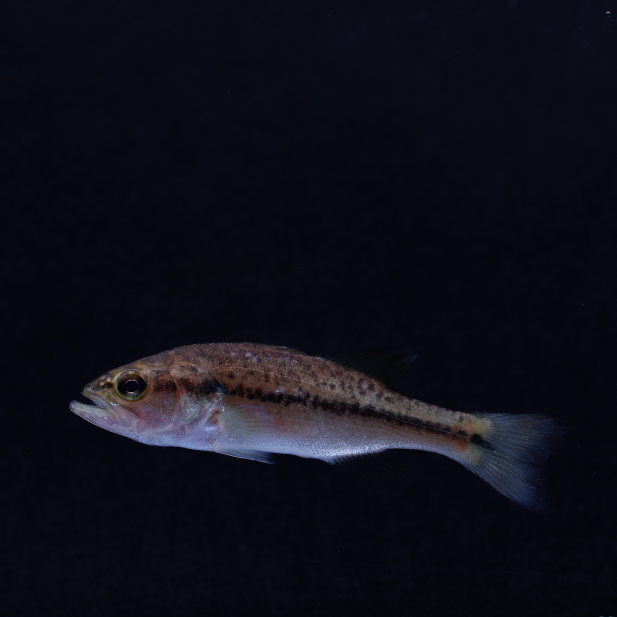 Forelbaars / Blackbass - Micropterus salmoides