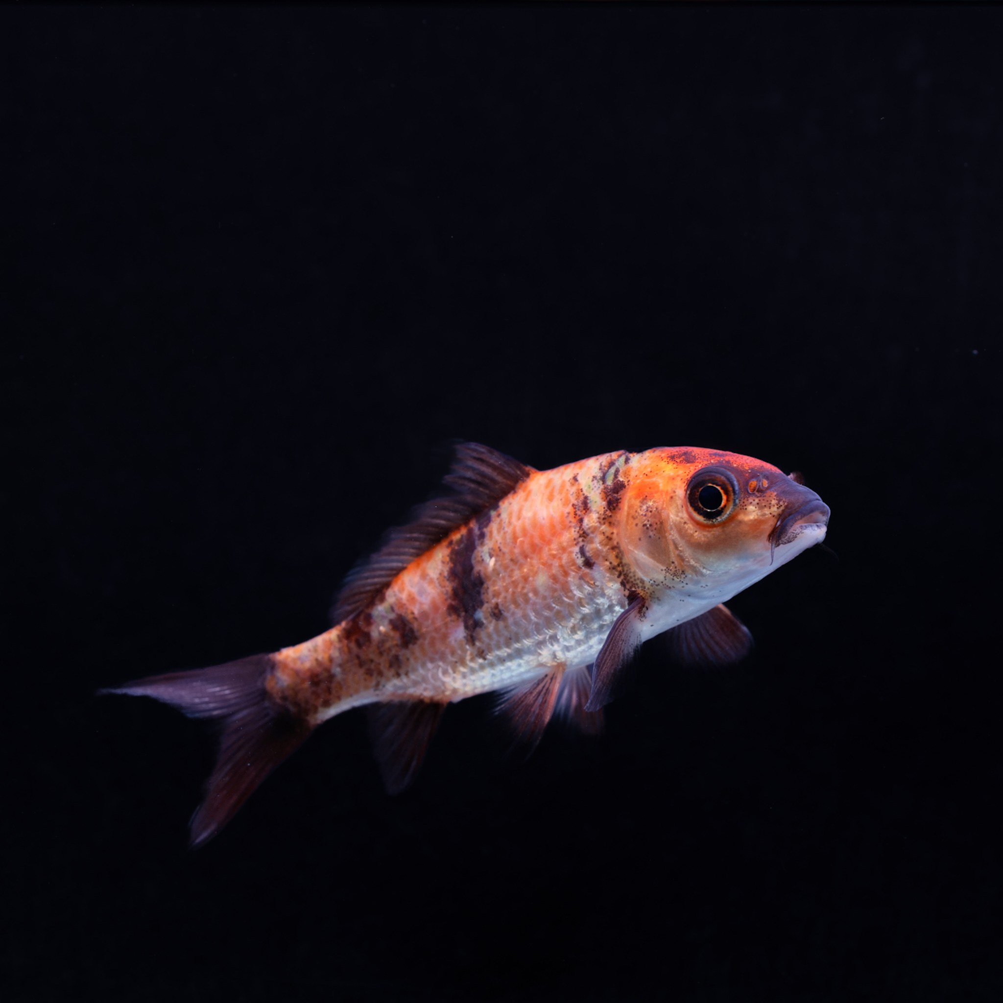 Koikarper Genjiro-Tosai Kujaku - Cyprinus carpio