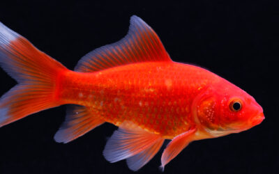 Goudvis mix 12-15 cm – Carassius auratus
