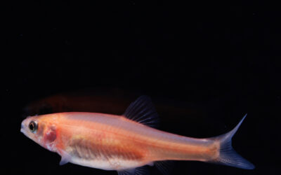 Goud elrits – Pimephales promelas