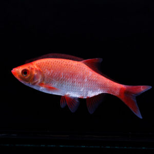 Goud rietvoorntje - Scardinius erythrophthalmus
