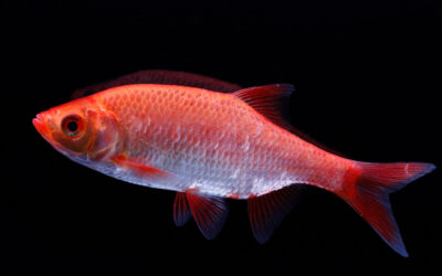 Goud rietvoorntje – Scardinius erythrophthalmus