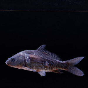 Spiegel / Schub karper - Cyprinus carpio