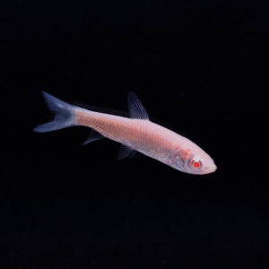 Graskarper albino - Ctenopharyngodon idella