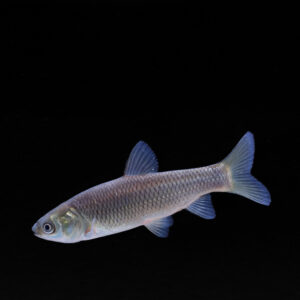 Graskarper - Ctenopharyngodon idella