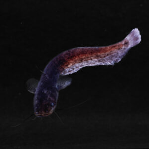 Europese meerval - Silurus glanis