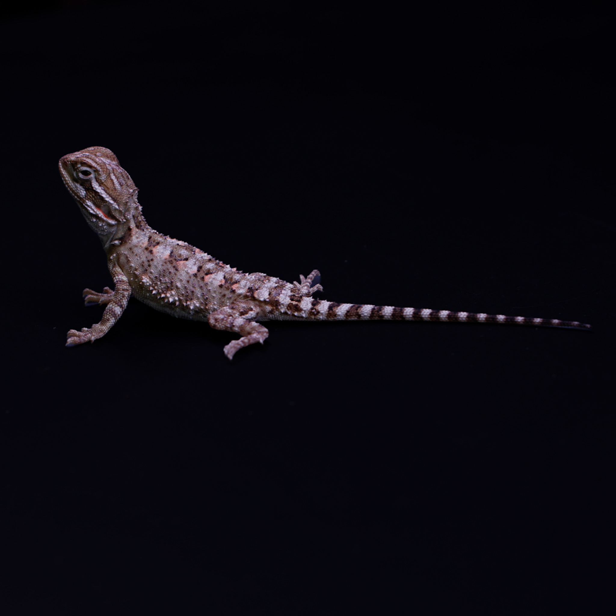 Dwergbaardagaam - Pogona henrylawsonii - Afbeelding 4