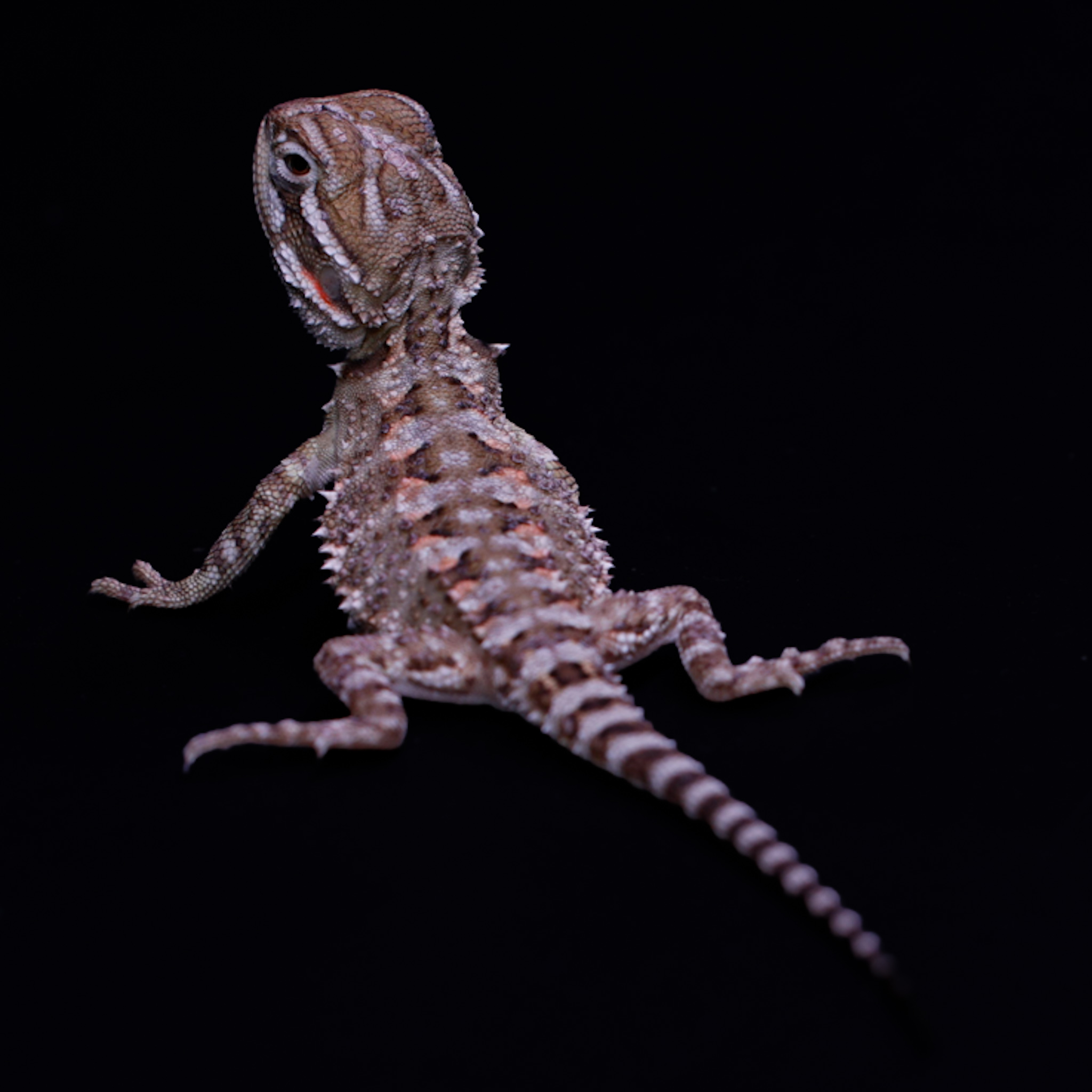 Dwergbaardagaam - Pogona henrylawsonii - Afbeelding 3