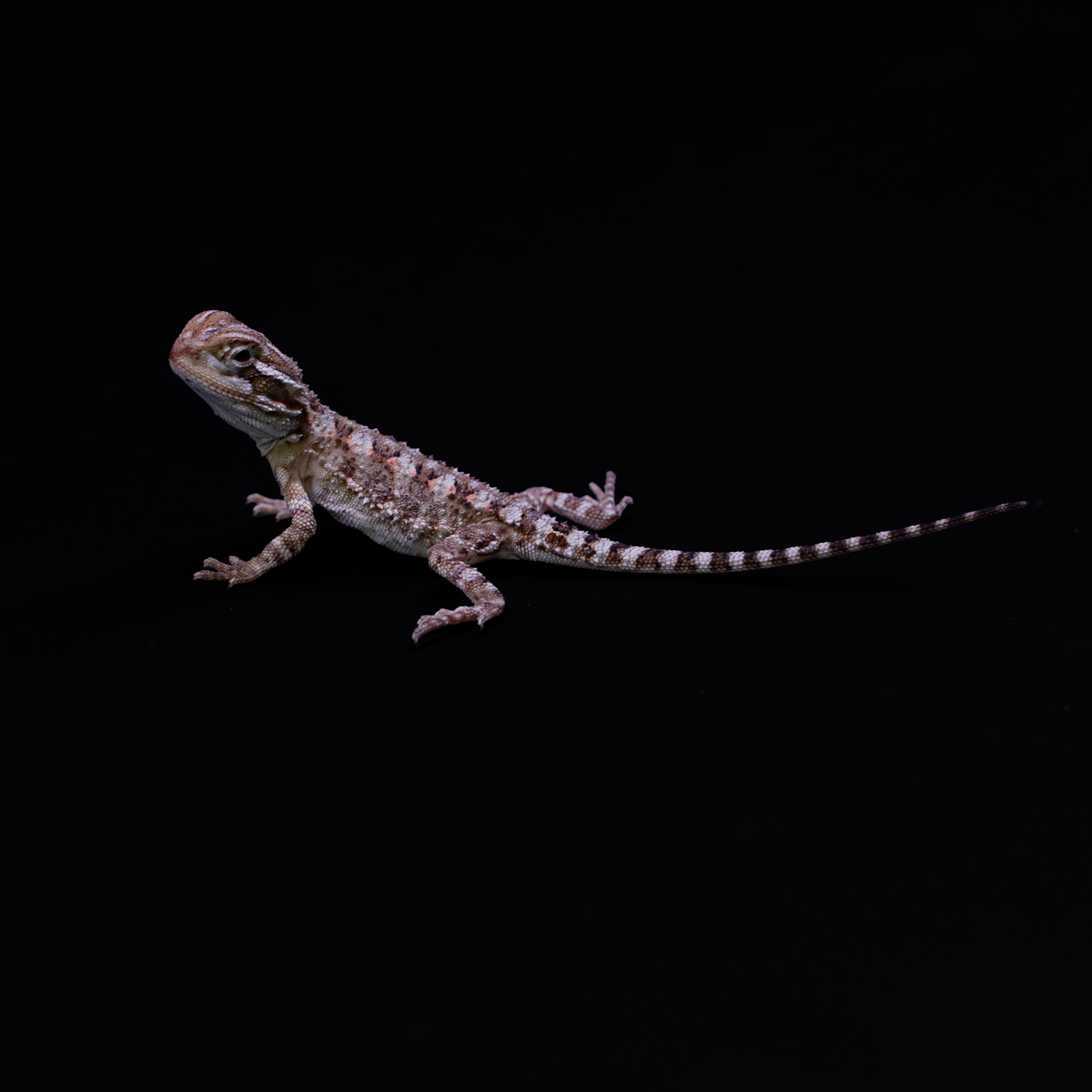Dwergbaardagaam - Pogona henrylawsonii