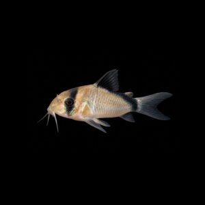 Bandiet Corydoras - Corydoras metae
