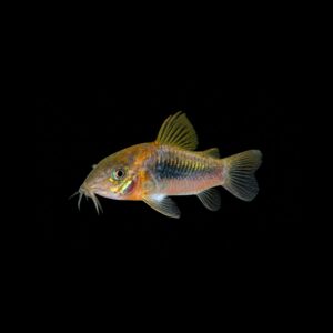 Bronzen Pantsermeerval - Corydoras aeneus