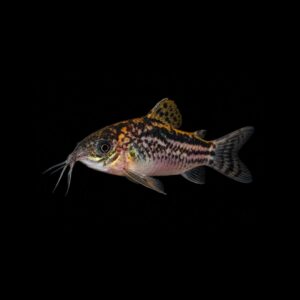 Elegante Pantsermeerval - Corydoras elegans
