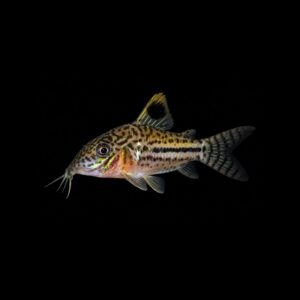 Luipaardpantsermeerval - Corydoras leopardus