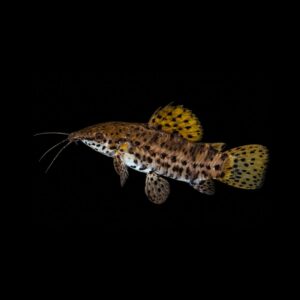 Gevlekte Pantsermeerval / KwiKwi - Hoplosternum thoracatum