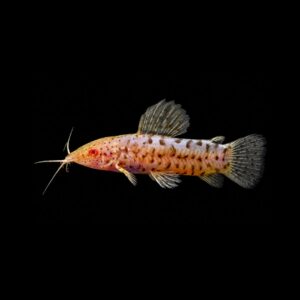 Gevlekte Pantsermeerval Albino - Hoplosternum Thoracatum Albino