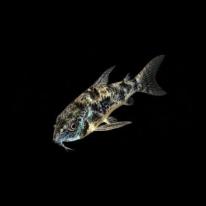 Gevlekte Pantsermeerval - Corydoras paleatus