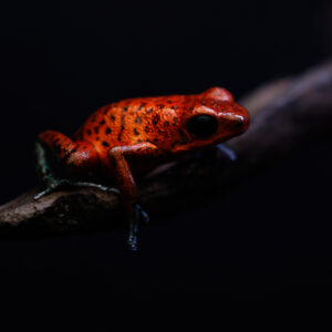Gifkikker - Oophaga pumilio "Cristobal"