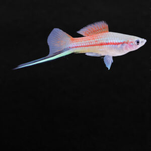 Zwaarddrager "diverse kleuren" - Xiphophorus helleri