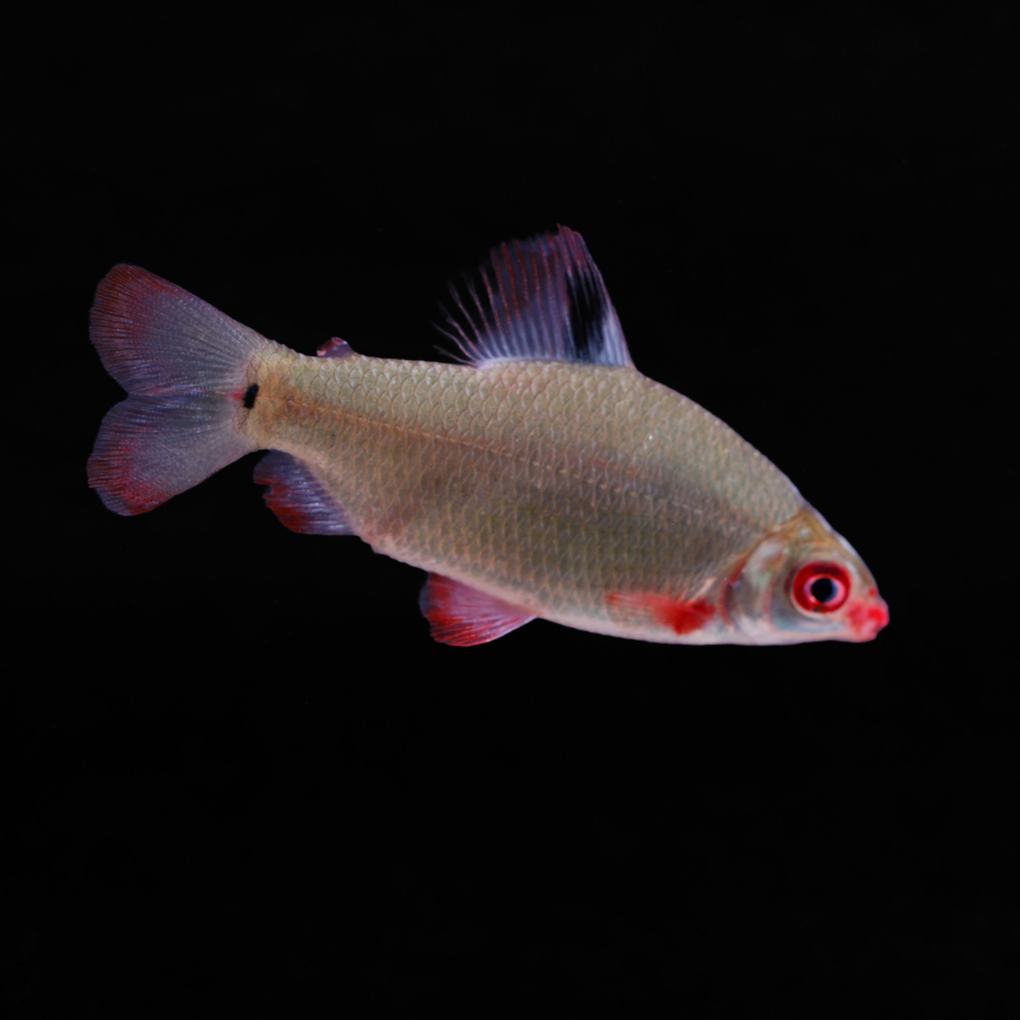Roodvin hoogrugzalm - Distichodus affinis " sp. lefini"
