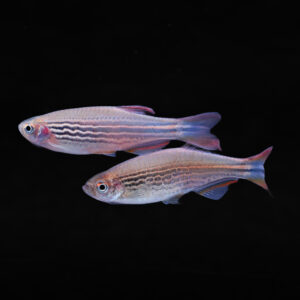 Roodvin danio - Danio kyathit