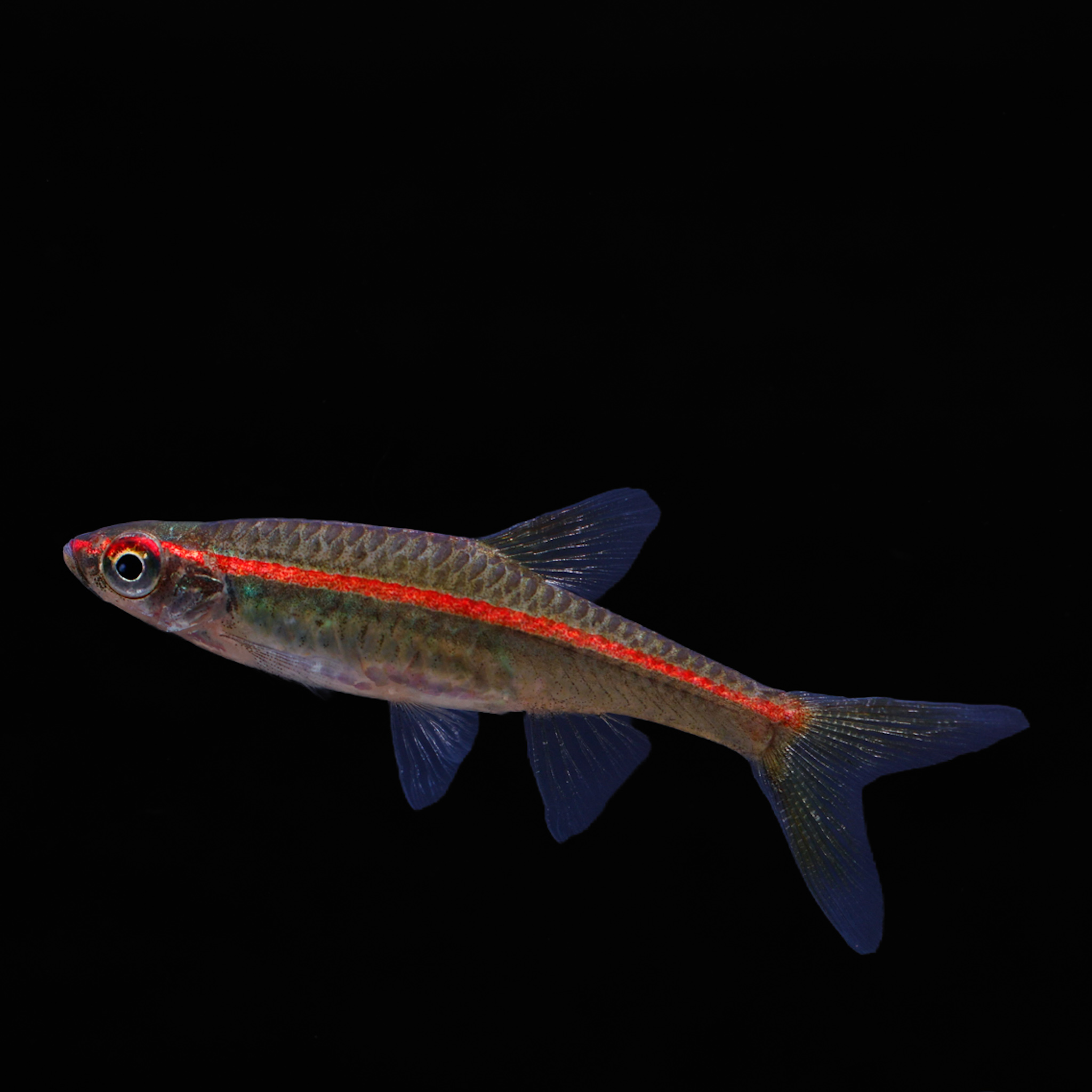 Vuurstreep rasbora - Trigonopoma pauciperforatum