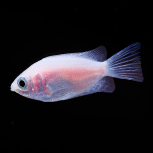 Zoenvis - Helostoma temminckii