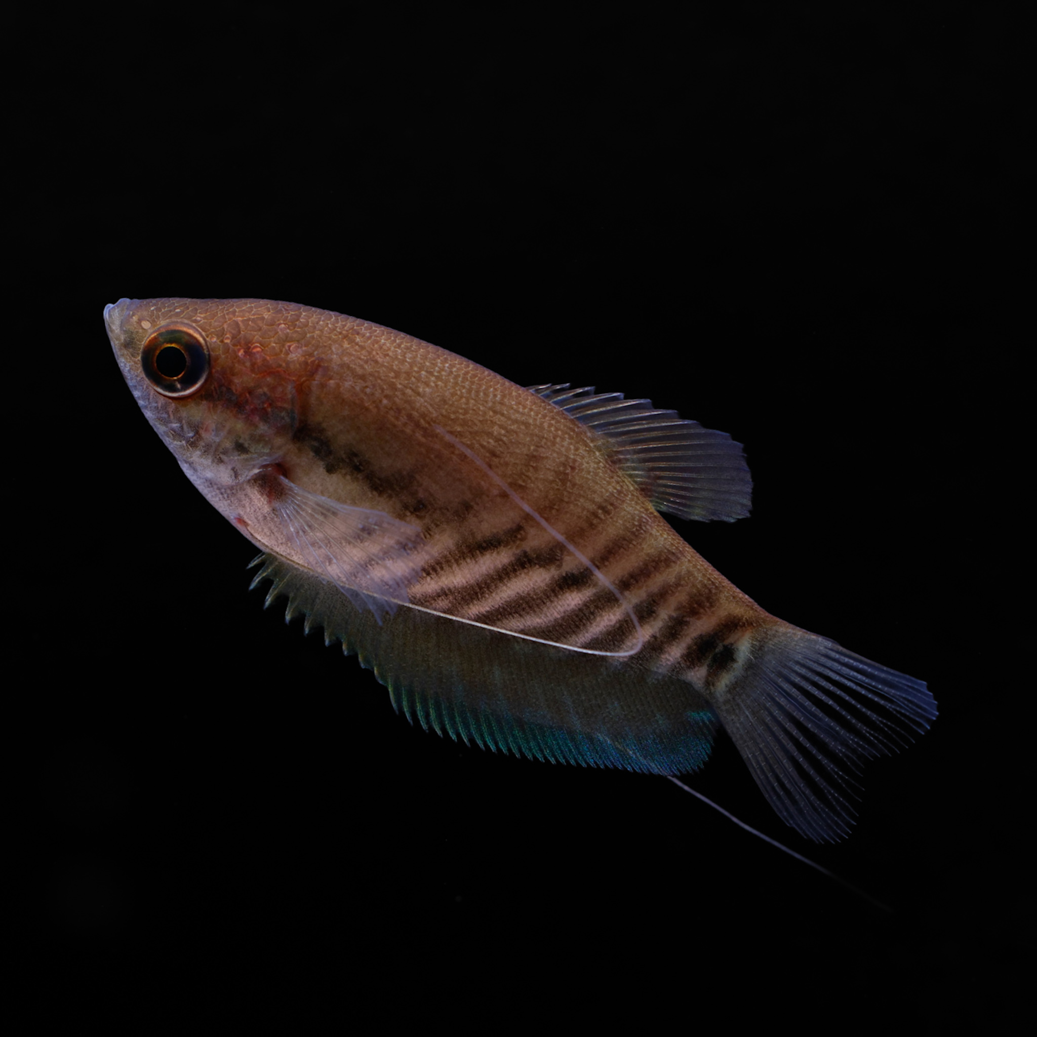 Draadgourami - Trichopodus pectoralis - Afbeelding 3