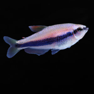 Blauwe keizertetra - Inpaichthys kerri