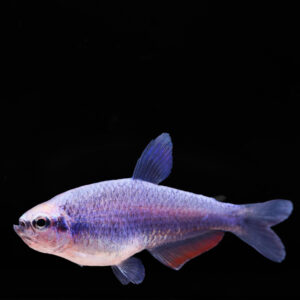 Blauwe koningszalm - Inpaichthys kerri super blue