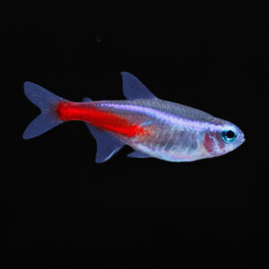 Neon tetra - Paracheirodon innesi