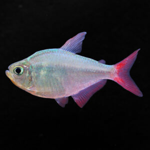 Colombiaanse tetra - Hyphessobrycon Columbianus