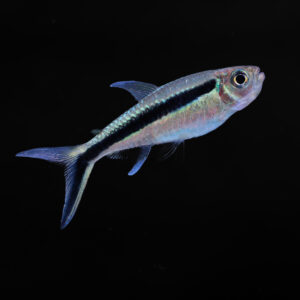 Hockeystick tetra - Thayeria boehlkei