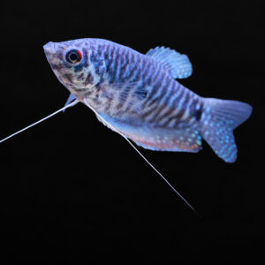 Blauwe spat gourami - Trichopodus trichopterus