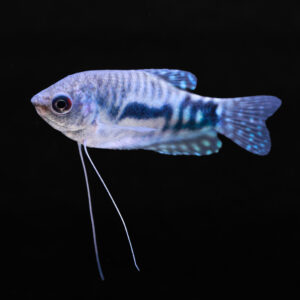 Marmer gourami - Trichopodus trichopterus