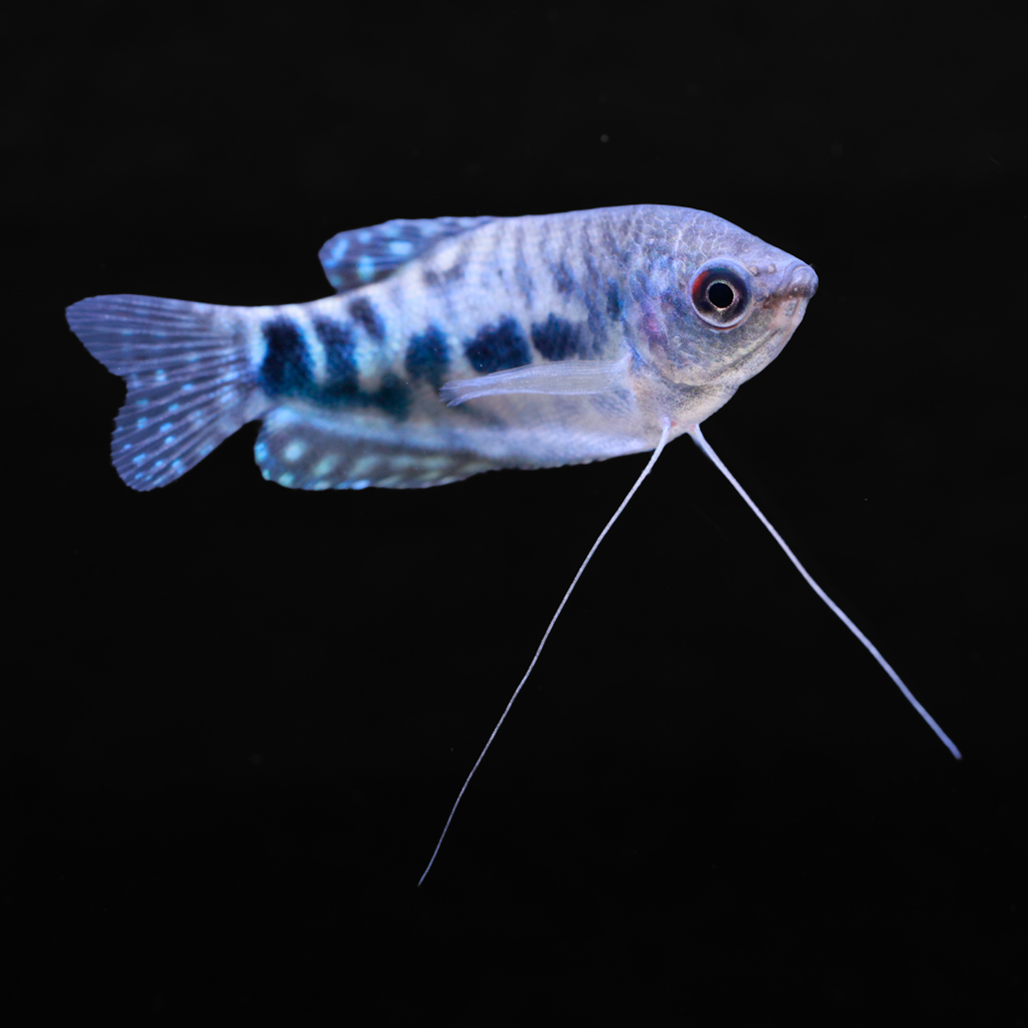 Marmer gourami - Trichopodus trichopterus