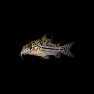 Luipaard Pantsermeerval - Corydoras julii