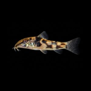 Pantsermeerval Barbatus - Scleromystax barbatus