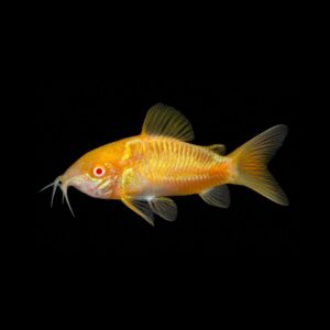 Bronzen Pantsermeerval Albino – Corydoras aenea "Albino"