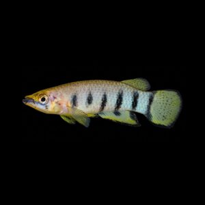 Dwarsbandsnoekje – Epiplatys Dageti
