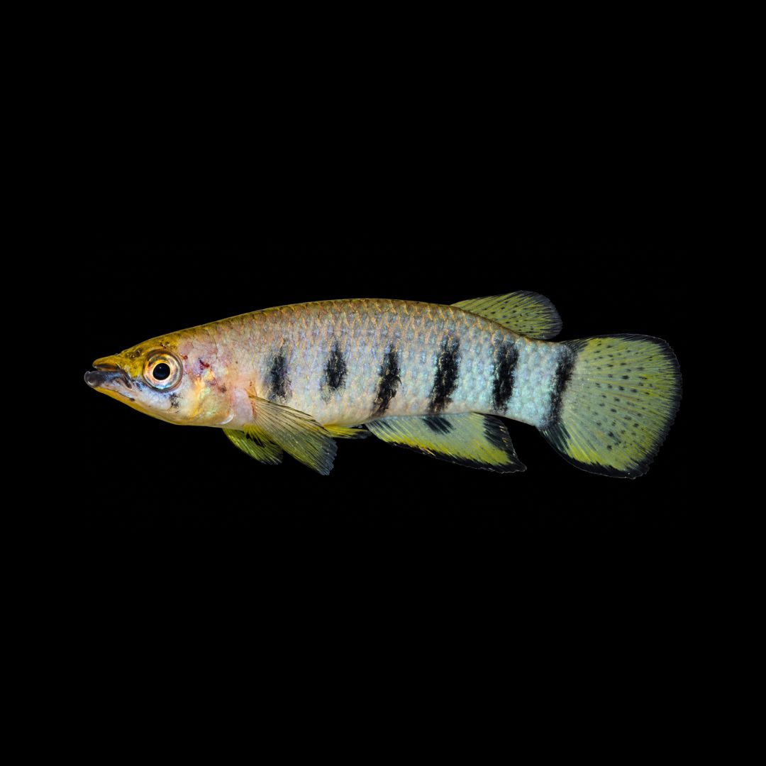 Dwarsbandsnoekje – Epiplatys Dageti