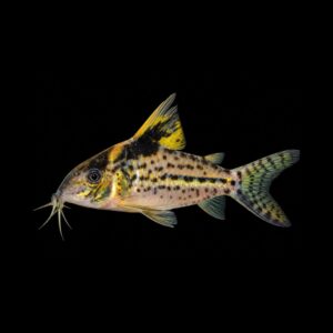 Robuuste Pantsermeerval – Corydoras Robustus