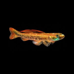 Regenboog Grondel – Stiphodon Ornatus