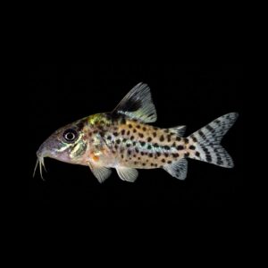 Zwartvin Pantsermeerval – Corydoras Leucomelas