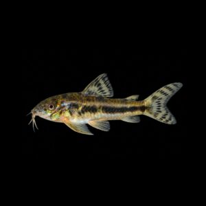 Pantsermeerval Spilotus – Aspidoras Raimundi